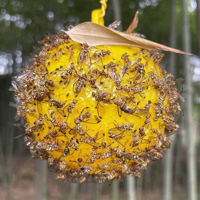 Piège anti mouches - boule jaune autocollante - AltoNuisible