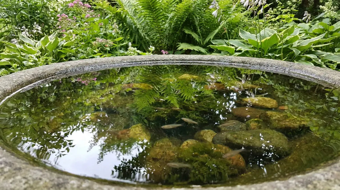Comment tuer naturellement les larves de moustiques dans l'eau ?
