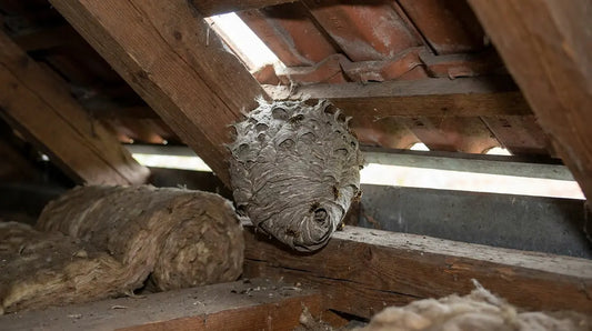 Peut-on laisser un nid de guêpes sous une toiture ?