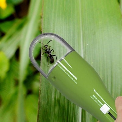 Attrape insecte Vert - AltoNuisible