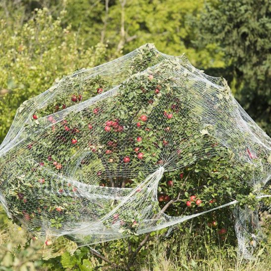 Filet anti oiseau cerisier​