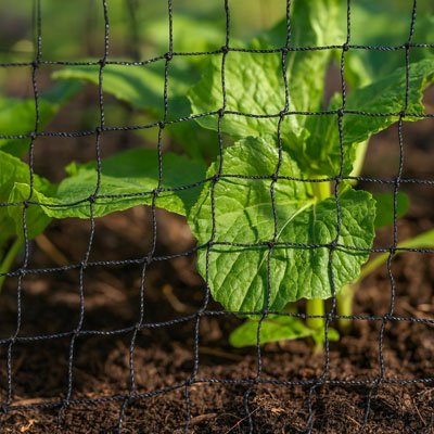 Filet anti oiseaux efficace pour potager