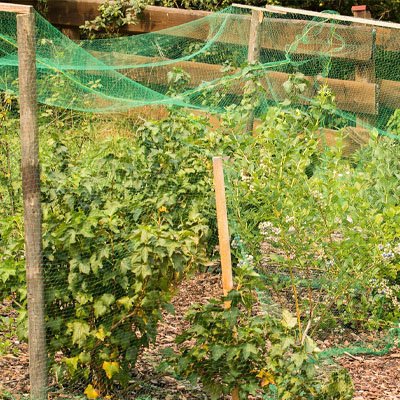 Filet anti oiseaux pour protection