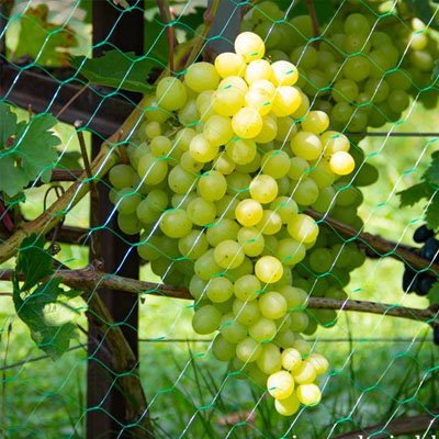 Filet anti oiseaux pour vigne