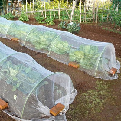 Filet anti oiseaux transparent​