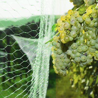 Filet protection anti oiseaux 