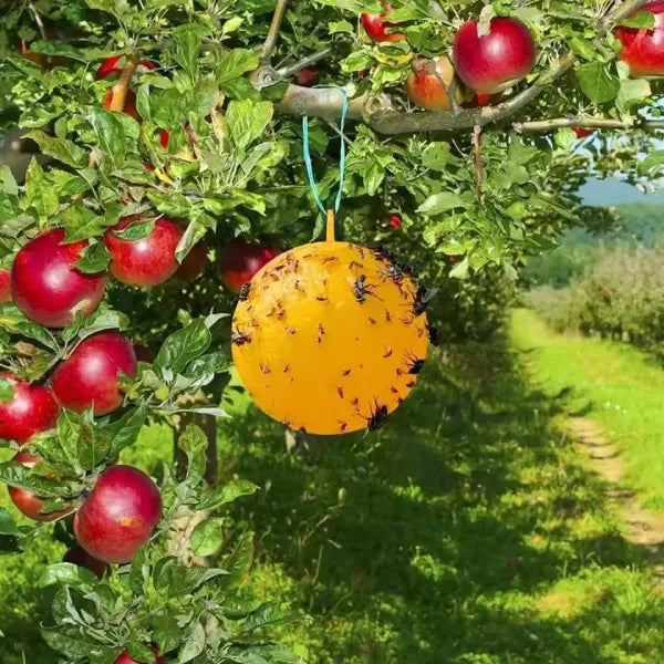 piège à guêpes extérieur pour verger et jardin