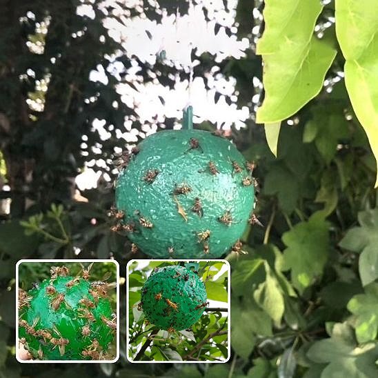 piège à guêpes radical efficace