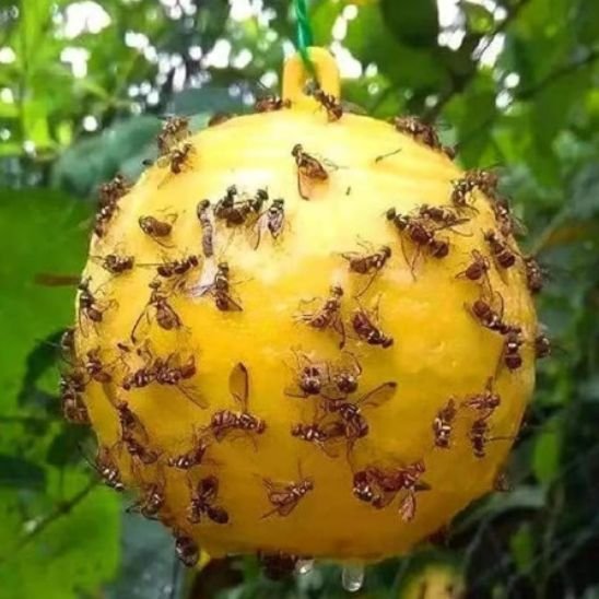 piège à guêpes extérieur radical