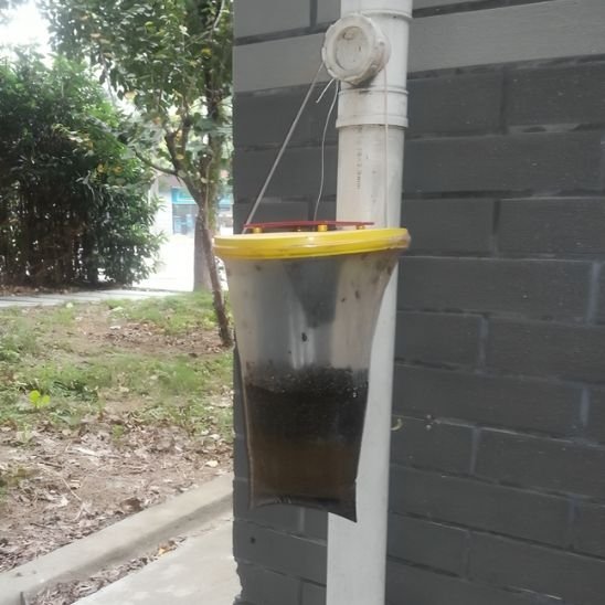 Piège à mouche Altomouche accroché