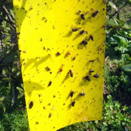 Piège à mouches - AltoMouche - Feuilles jaunes autocollantes double face - piège efficace