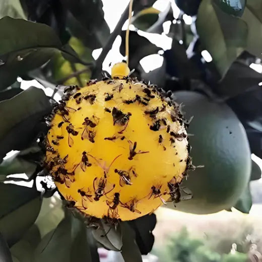 piège à mouches - boule anti mouche