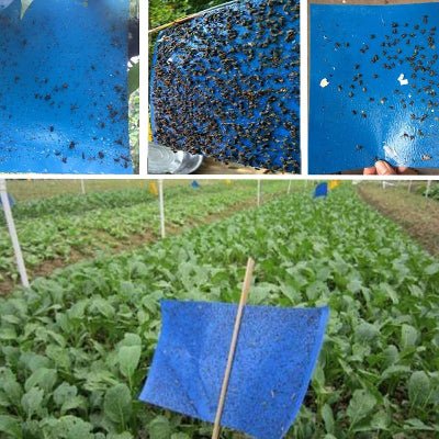 Piège à Mouches : Feuilles bleues autocollantes double face
