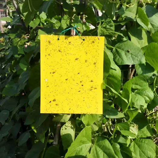 piège à mouches - piège à mouche collant​ - Altomouche
