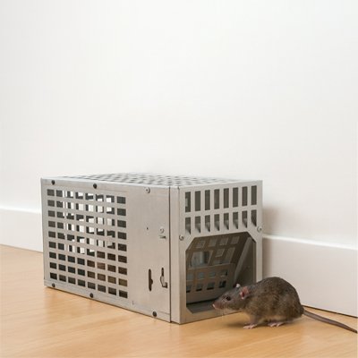 PIEGE A SOURIS EXTERIEUR​