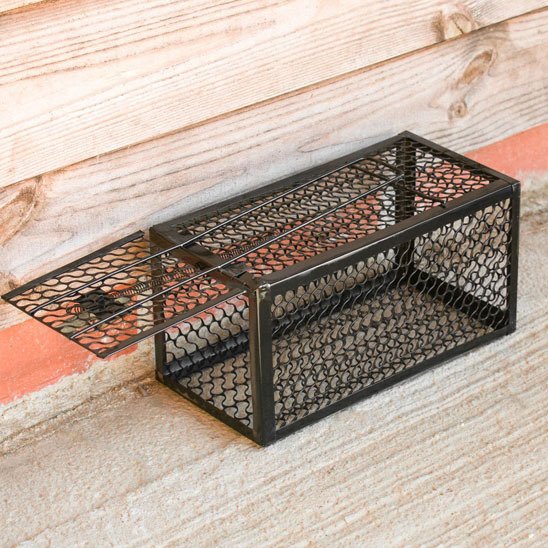 PIEGE A SOURIS LE PLUS EFFICACE​