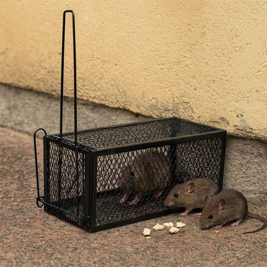 PIEGE A SOURIS QUI NE TUE PAS​