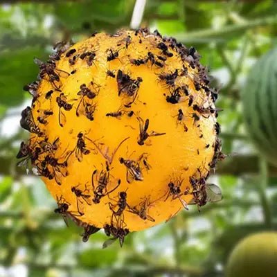 Piège anti mouches - AltoMouche - boule jaune autocollante - AltoNuisible