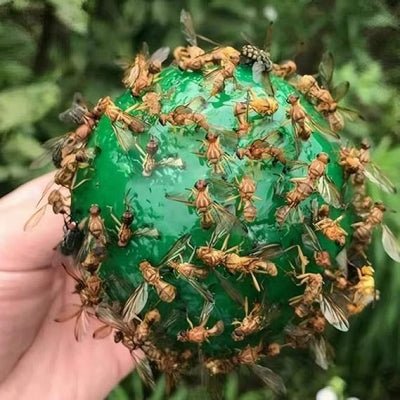 Piège anti mouches - AltoMouche - boule verte autocollante - AltoNuisible