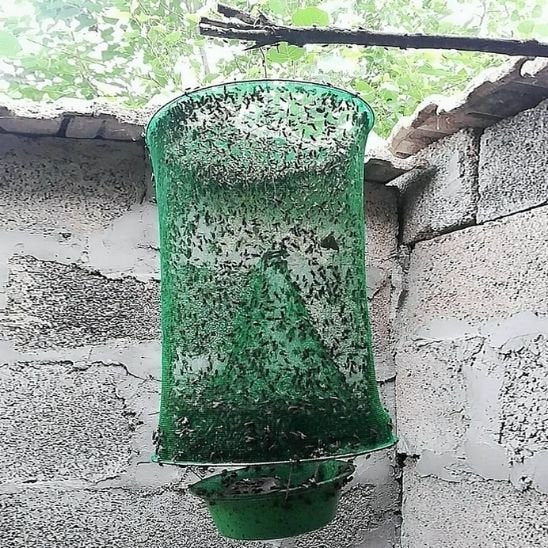 PIEGE A MOUCHE  Filet vert